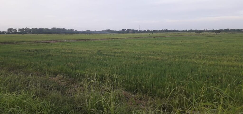 Hasta el 15 de julio tienen los cultivadores del Distrito de Riego Mocarí para la siembra de arroz