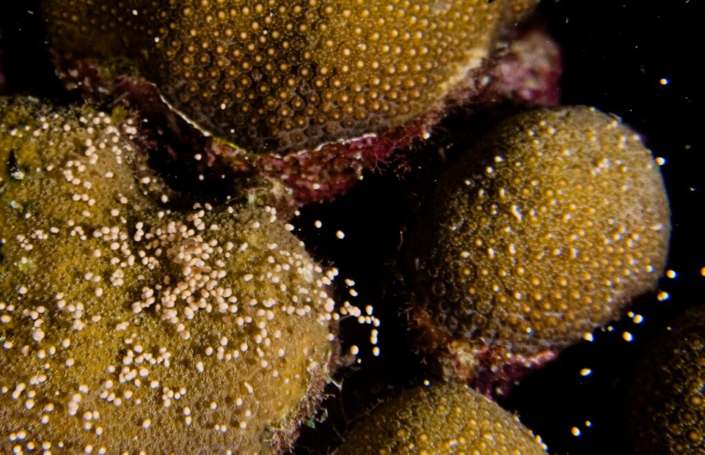 En cámara se registra el desove de colonias de corales en el Parque Nacional Natural Corales del Rosario y de San Bernardo