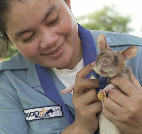 Magawa, rata condecorada en Camboya por su valentía para detectar minas antipersonal