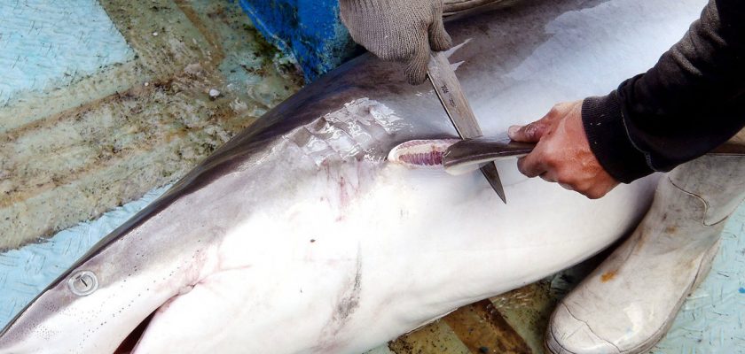 Gobierno prohíbe la pesca artesanal e industrial de tiburón