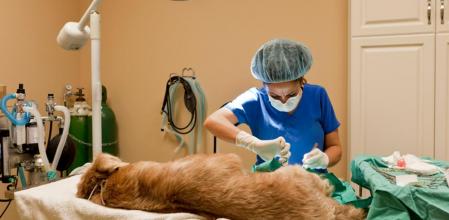 UniCórdoba ofrece la primera especialización en el país en Medicina y Cirugía en animales de compañía