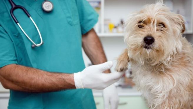 UniCórdoba ofrece la primera especialización en el país en Medicina y Cirugía en animales de compañía