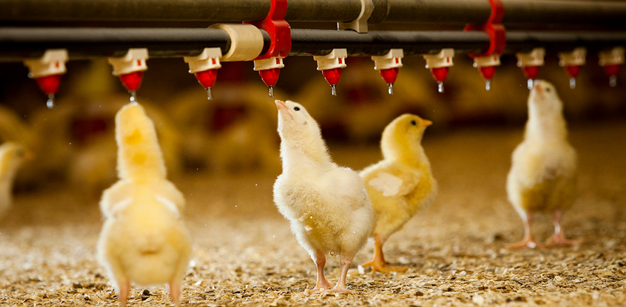  Paro nacional: en riesgo abastecimiento de huevos y pollos en Colombia, advierten empresarios