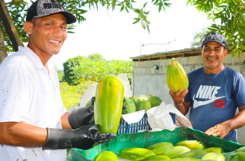  La papaya PDET se hace realidad en el sur de Córdoba