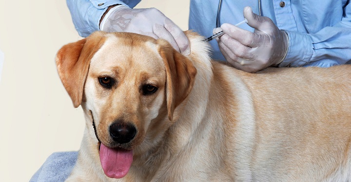  Adelantarán vacunación para perros y gatos contra el virus de la rabia