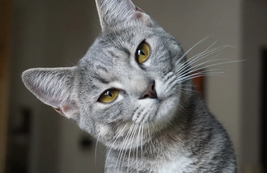  Refugio de mascotas creó Tinder para gatos en adopción