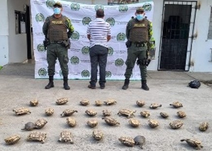 Policía capturó a tres personas en Córdoba por tráfico de hicoteas