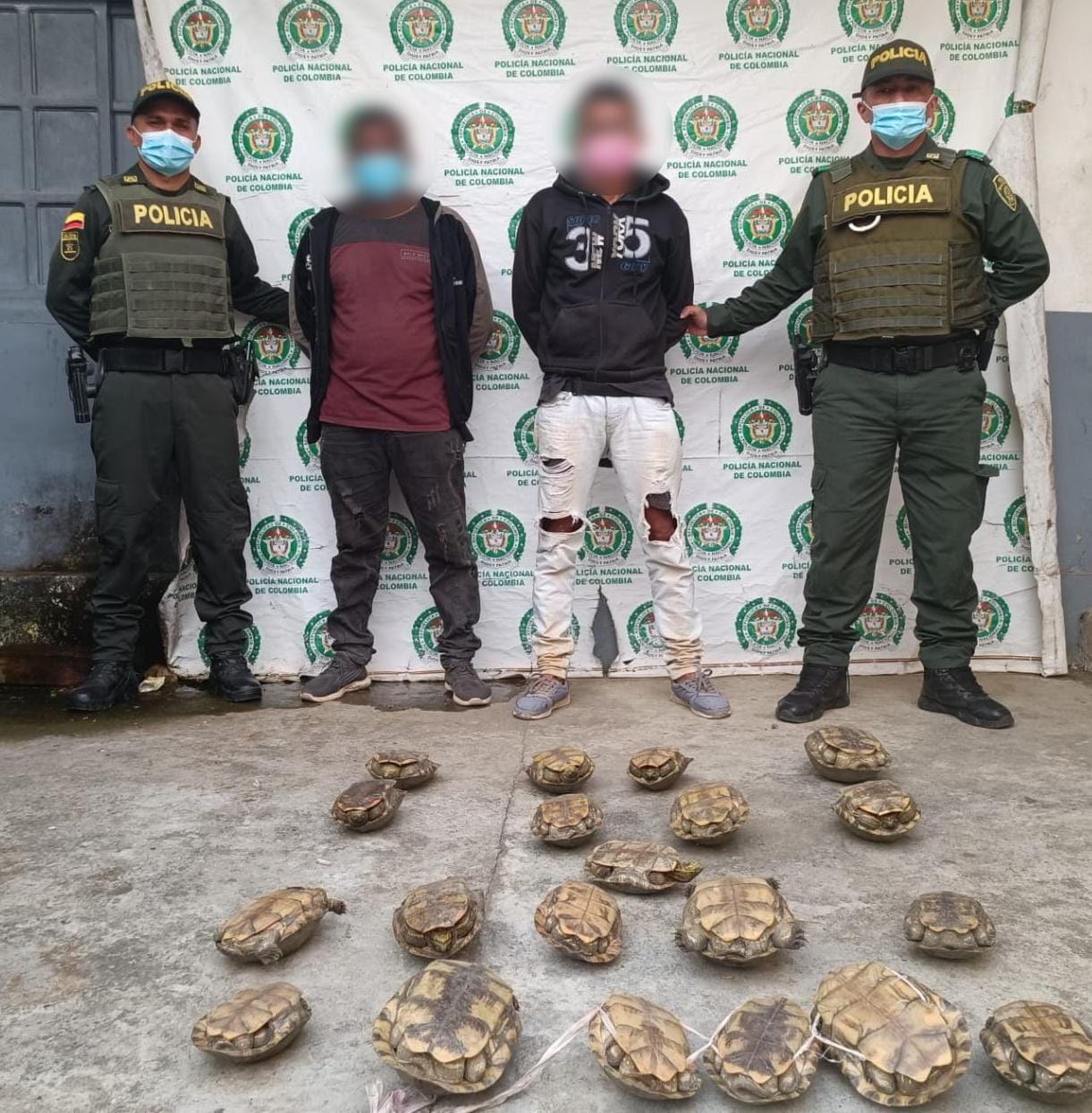Policía capturó a tres personas en Córdoba por tráfico de hicoteas