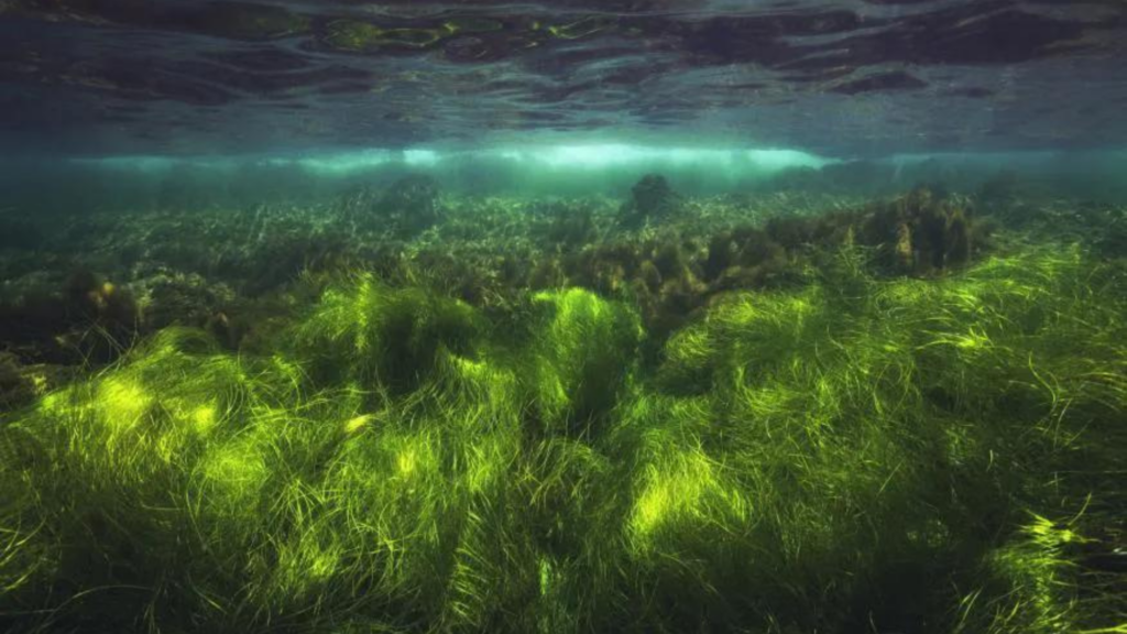 Increíble: hallan enormes reservas de azúcar en el mar