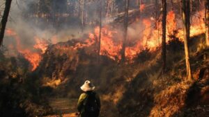 Incendios forestales se duplicaron en el mundo en 20 años