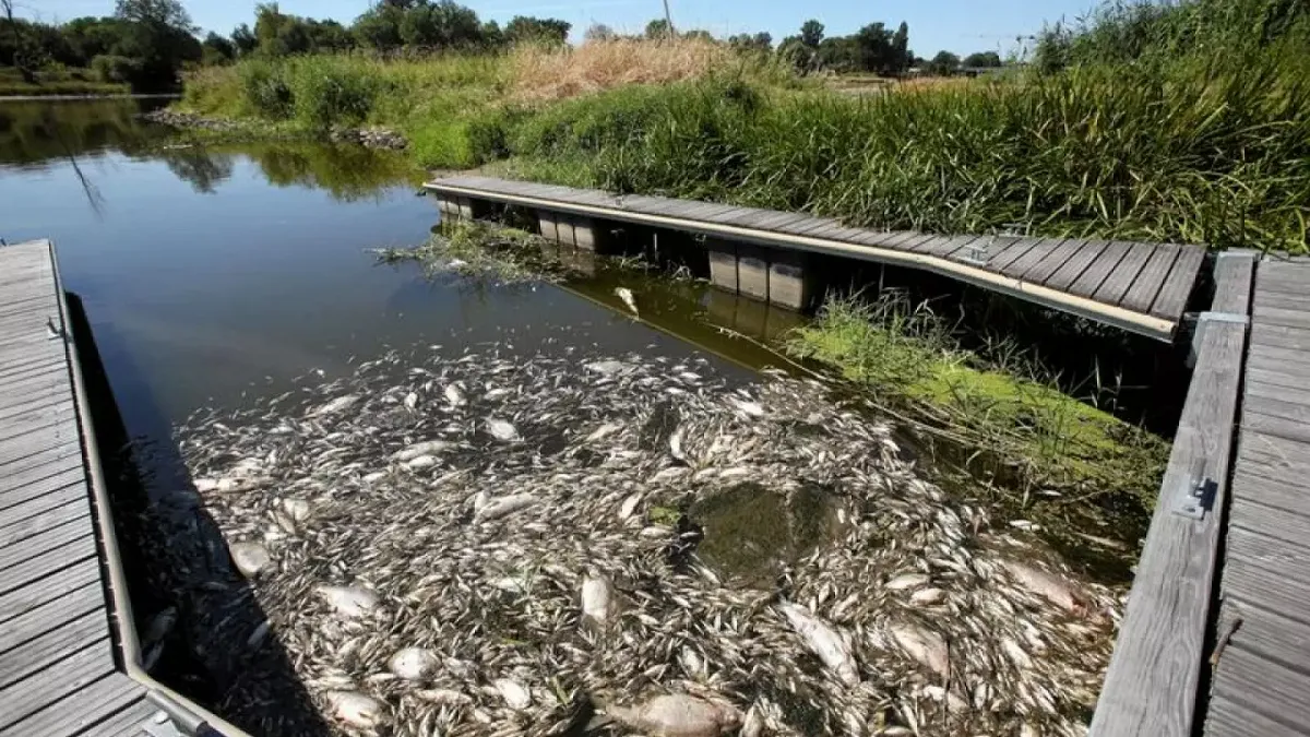 Aparecen toneladas de peces muertos en el río Oder