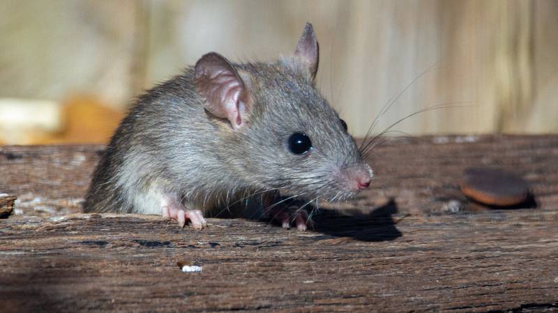  Increíble: ratón se comió más de $80 millones de pesos de un cajero automático