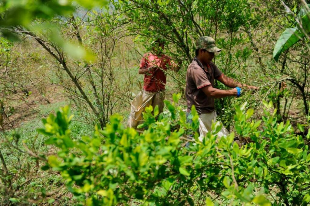 Cultivos de coca alcanzaron niveles históricos en Colombia con 204.000 hectáreas registradas en 2021