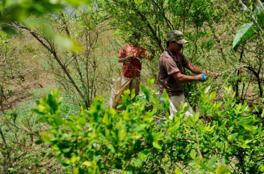  Cultivos de coca alcanzaron niveles históricos en Colombia con 204.000 hectáreas registradas en 2021