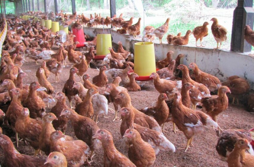 Más municipios del Caribe bajo vigilancia del ICA por aparición de gripe aviar