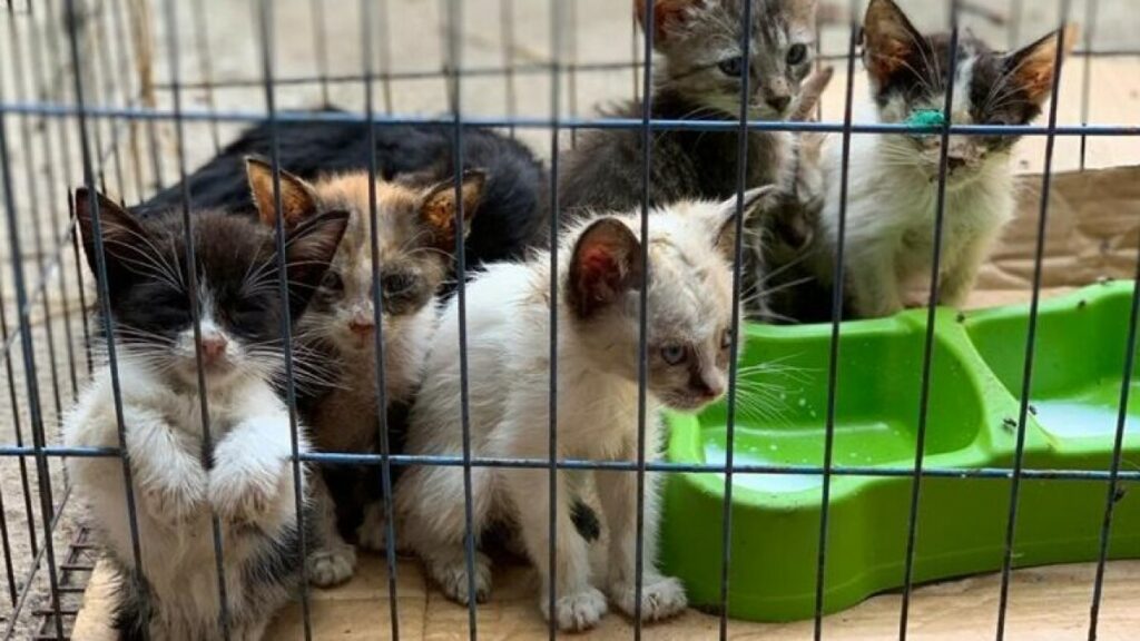 Indignante: Cerca de 50 gatos fueron quemados vivos en un improvisado refugio animal