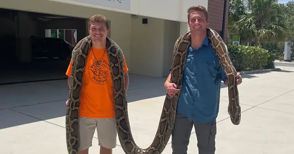 Jóvenes en la Florida atraparon gigantesca pitón: 'la íbamos a donar'