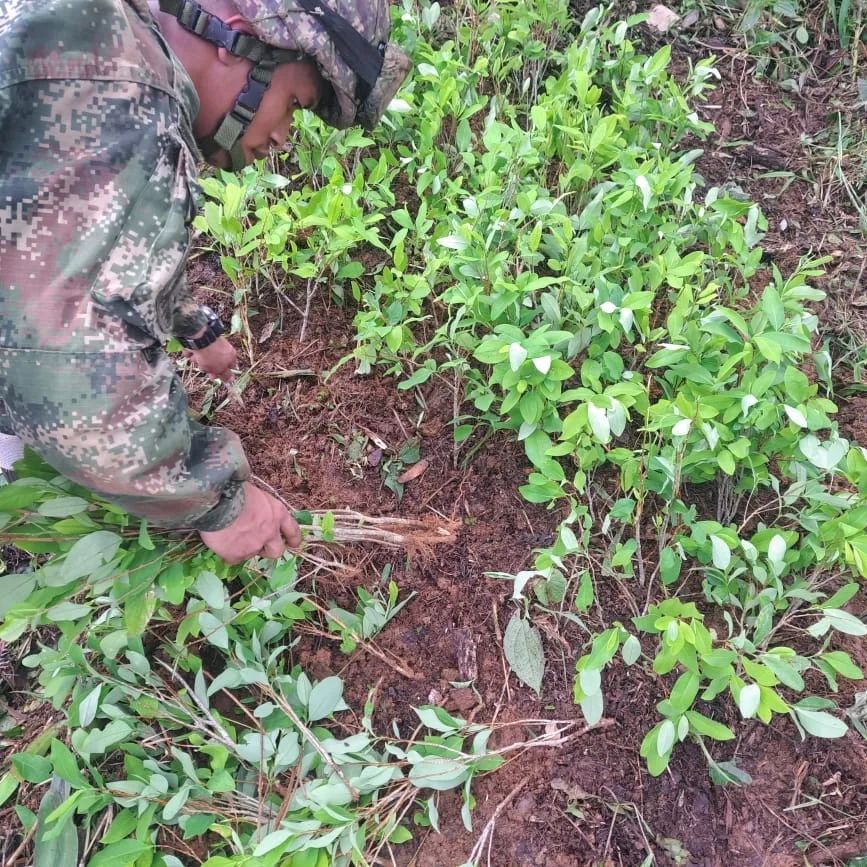 Ejército Nacional destruyó 7 laboratorios de coca al Clan del Golfo