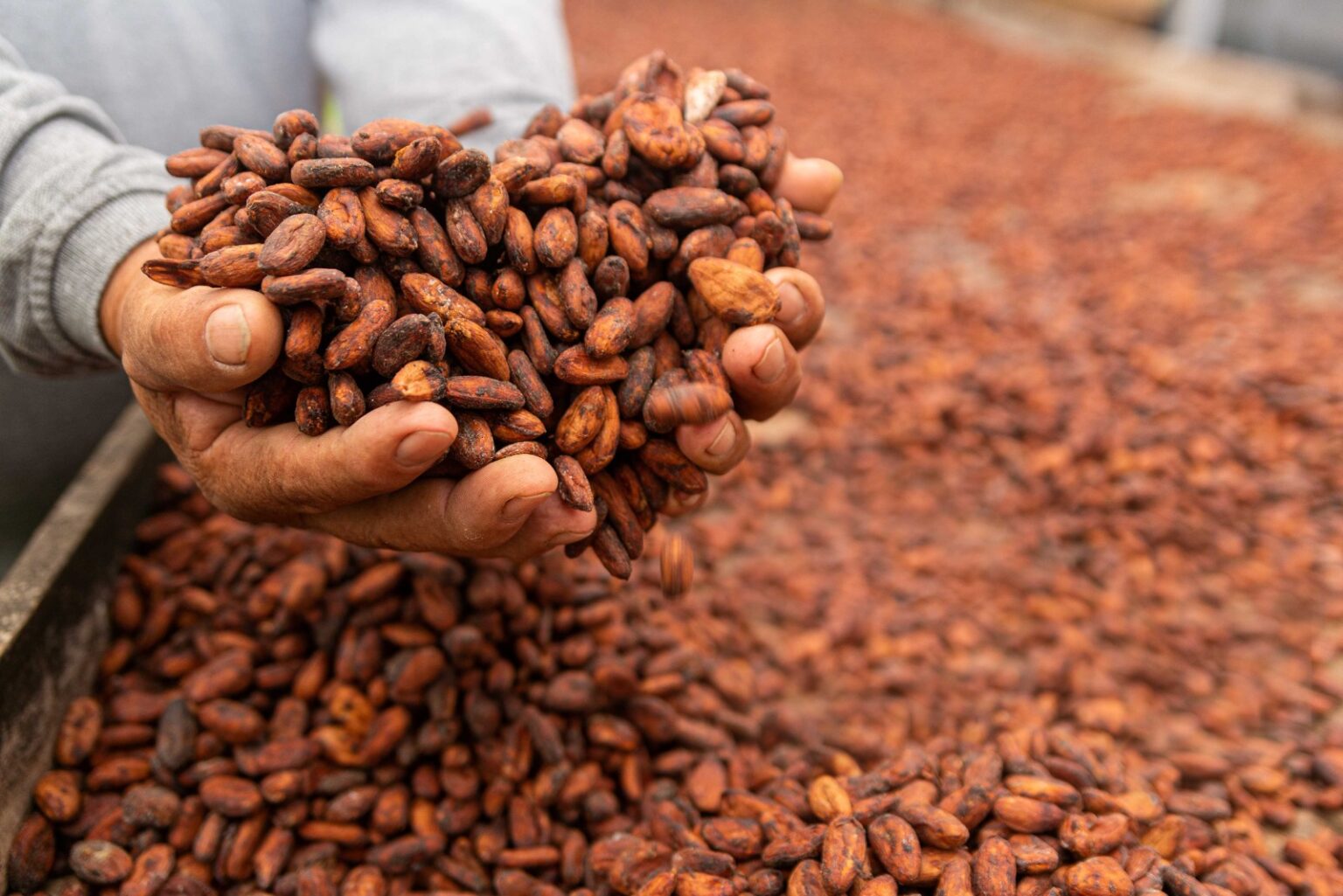 El Departamento Del Meta Tiene El Mejor Cacao Del Mundo Zenu Digital