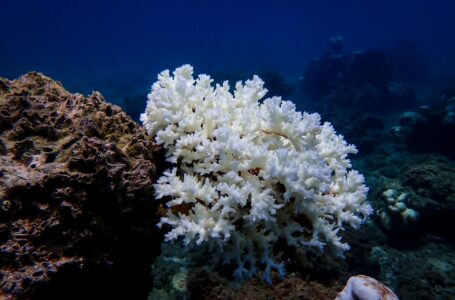 Alerta por el blanqueamiento masivo de corales en diversas partes del mundo