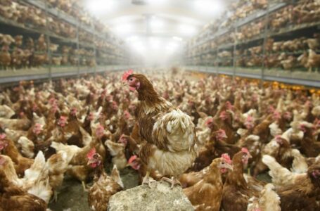 ¿Por qué expertos temen que la gripe aviar pueda empezar a extenderse de persona a persona?