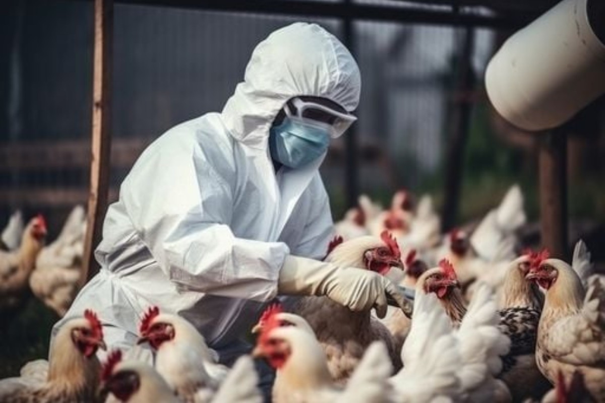 Crisis aviar: el mundo frente a los nuevos riesgos de la gripe H5N2