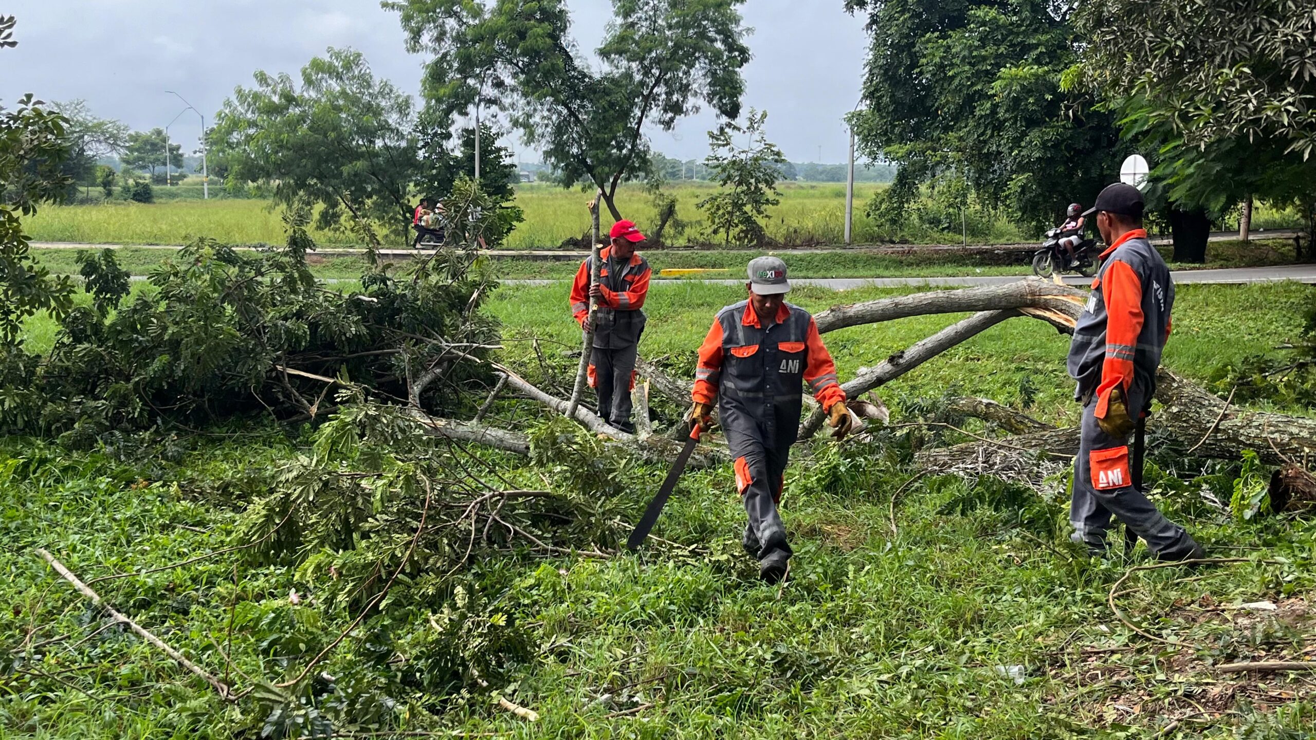 Intervienen árboles en mal estado para prevenir los accidentes en Montería