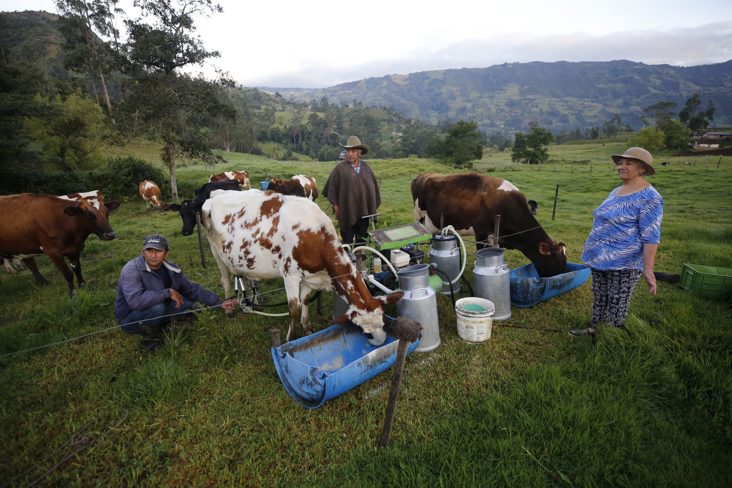 Gobierno impulsa industria láctea con inversión dirigida a familias campesinas