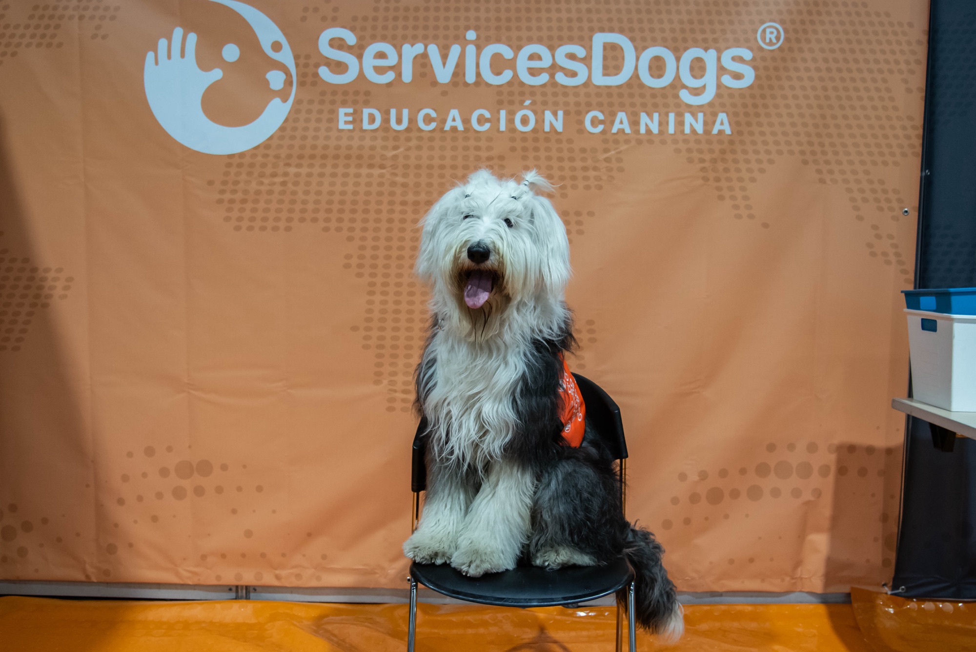 Expopet 2024: un escenario para celebrar el talento y la lealtad canina