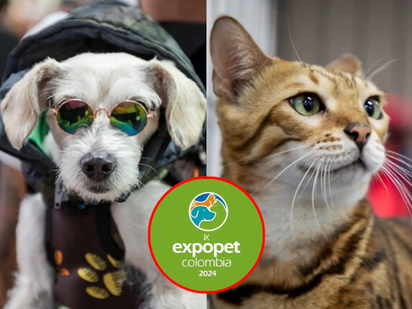 Expopet 2024: un escenario para celebrar el talento y la lealtad canina