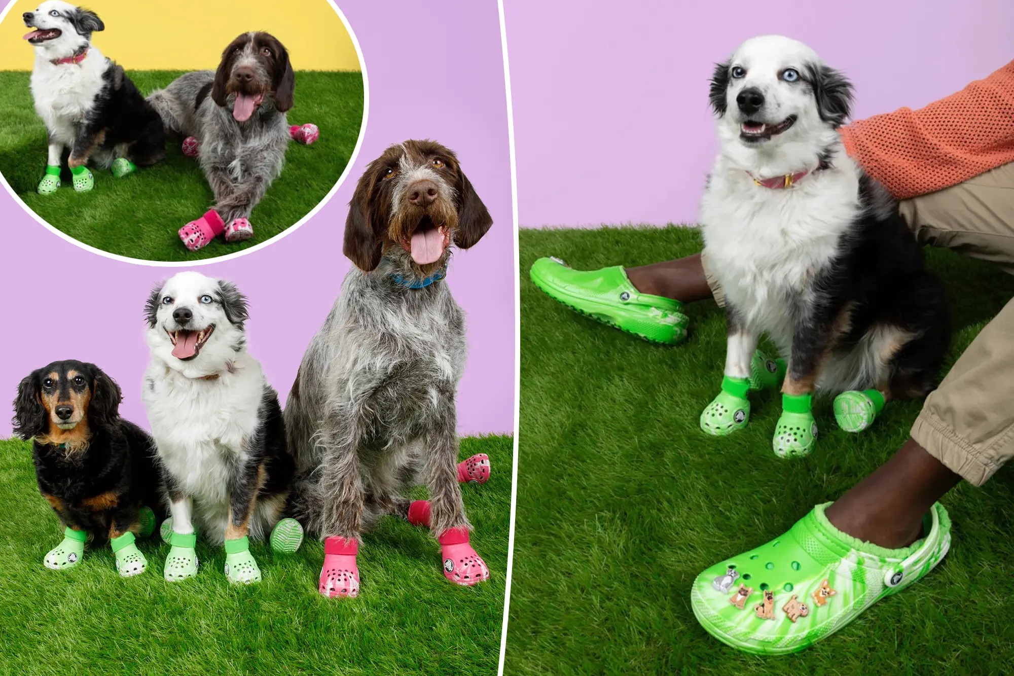 Crocs lanza botines para mascotas, una tendencia en auge en el mercado de accesorios caninos